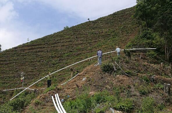 巧用滴灌，農(nóng)專(zhuān)家手把手教你種出好柚子！